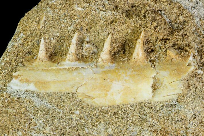 Enchodus Jaw Section with Teeth - Cretaceous Fanged Fish #111590